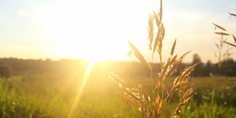 Sonnenuntergang über Weizenfeld