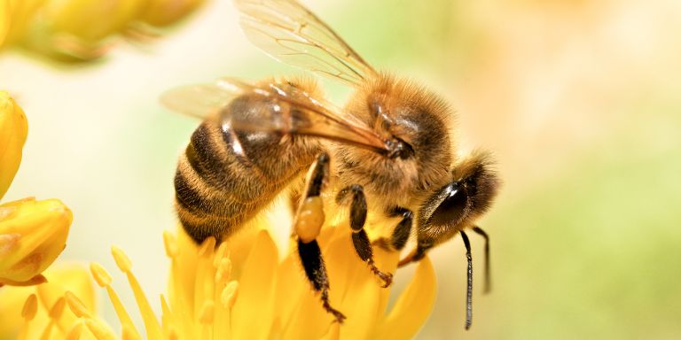 Une abeille est assise sur une fleur.